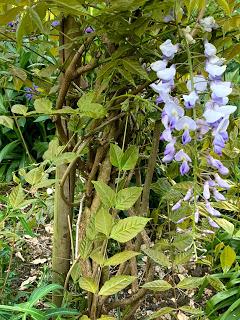 A wisteria called Patience