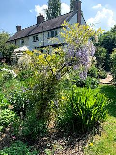 A wisteria called Patience