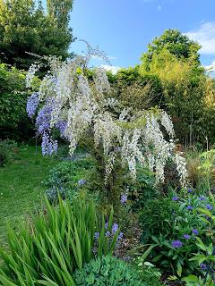 A wisteria called Patience