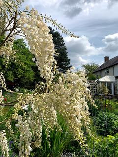 A wisteria called Patience