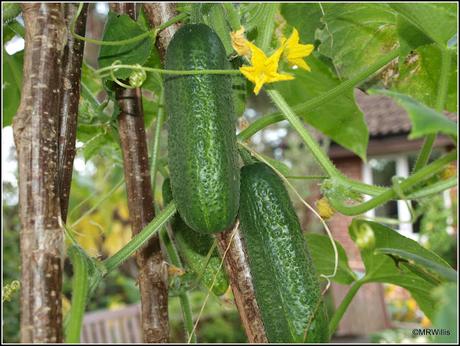 Sowing cucumbers