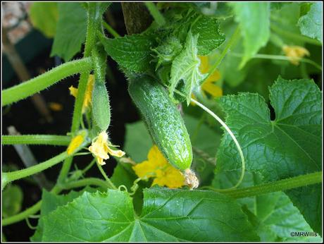 Sowing cucumbers