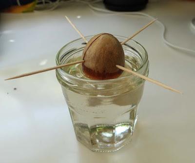 Projects for Kids: A GARDEN IN YOUR KITCHEN, Growing an Avocado Pit