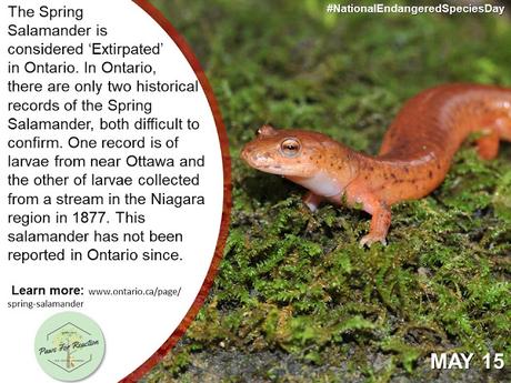 Endangered Species Day: Extirpated species in Ontario and what you can do to help