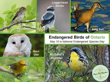 May 15 is Endangered Species Day: Extirpated species in Ontario