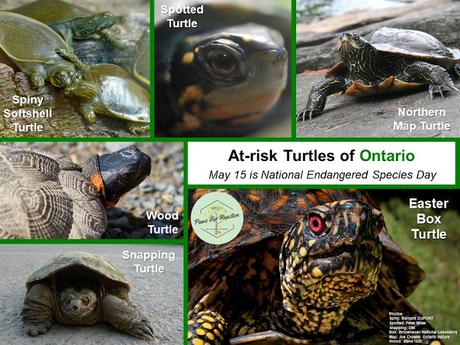 Endangered Species Day: Extirpated species in Ontario and what you can do to help
