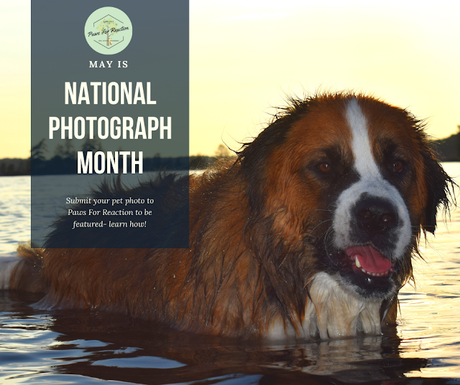 May is National Photograph Month: Do you want your pet featured?