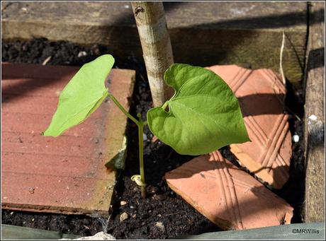 Planting-out Runner Beans