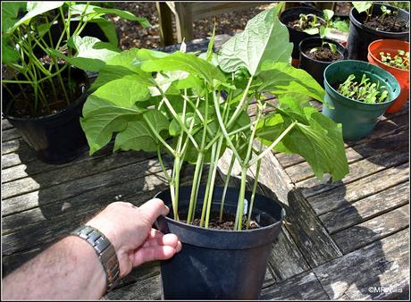 Planting-out Runner Beans