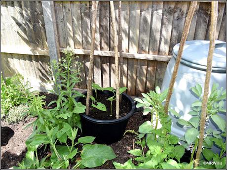 Planting-out Runner Beans