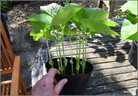 Planting-out Runner Beans