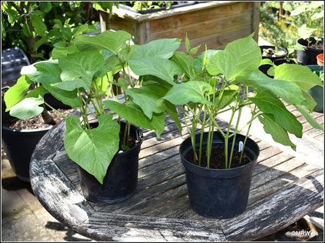 Planting-out Runner Beans
