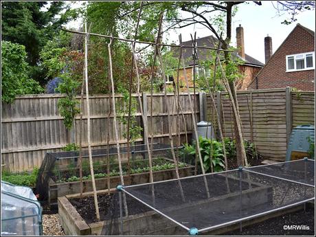 Planting-out Runner Beans