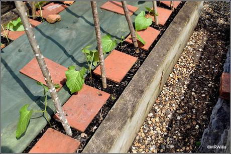 Planting-out Runner Beans