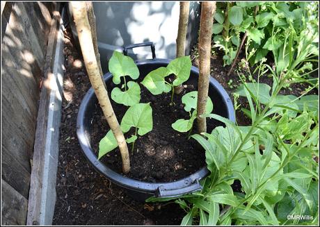 Planting-out Runner Beans