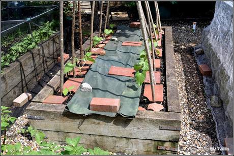 Planting-out Runner Beans