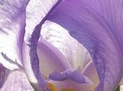 Iris!