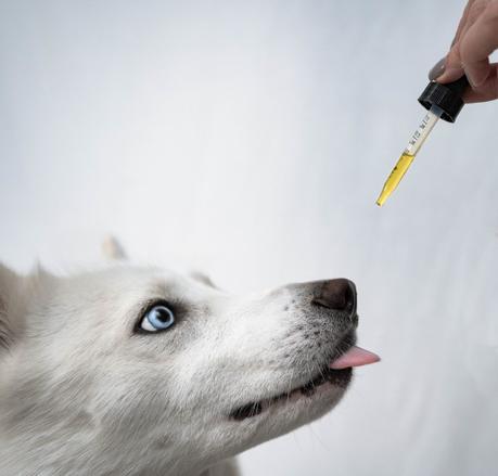 7 Reasons why CBD oil for dogs can improve your pets health