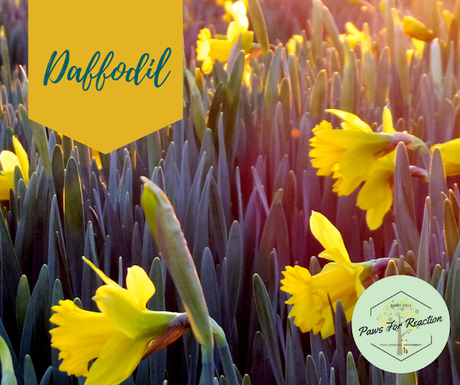 Spring safety 10 common flowers that are toxic to dogs Daffodil