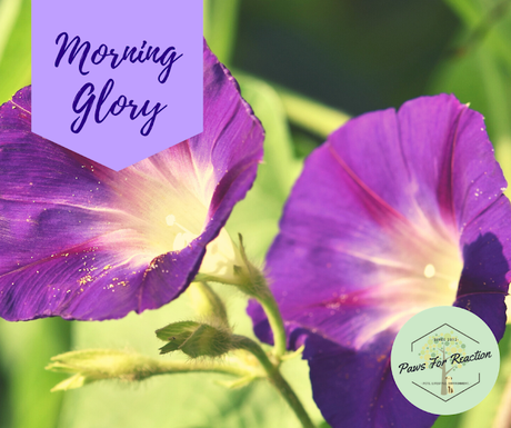 Spring safety 10 common flowers that are toxic to dogs Morning Glory
