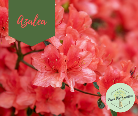 Spring safety 10 common flowers that are toxic to dogs Azalea
