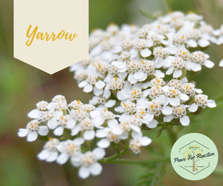 Spring safety 10 common flowers that are toxic to dogs Yarrow