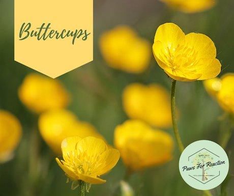 Spring safety 10 common flowers that are toxic to dogs Buttercups