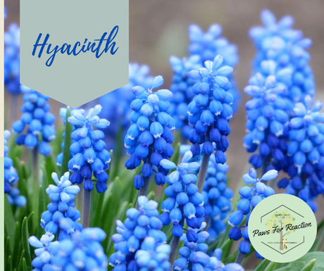 Spring safety 10 common flowers that are toxic to dogs Hyacinth