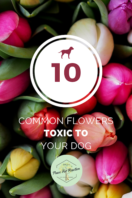 Spring safety 10 common flowers that are toxic to dogs