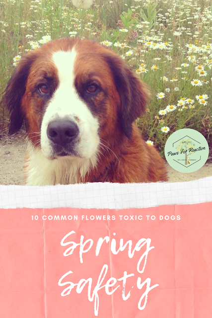 Spring safety 10 common flowers that are toxic to dogs
