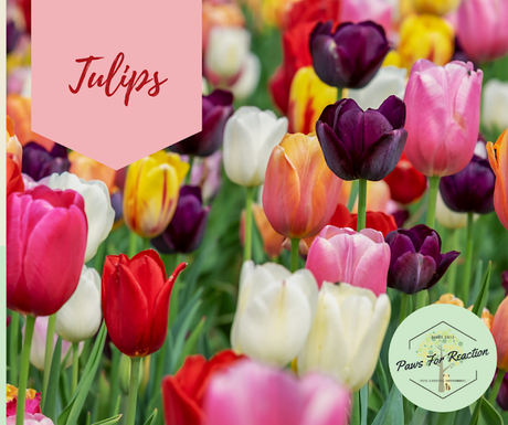 Spring safety 10 common flowers that are toxic to dogs Tulips