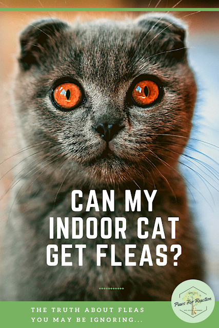 In denial: The truth about fleas you may be ignoring