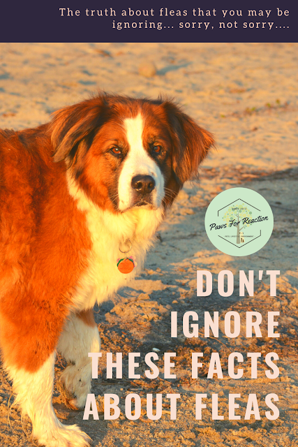In denial: The truth about fleas you may be ignoring