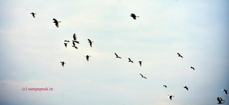 plight of migrant workers and the politics played over !  Dutch example !!