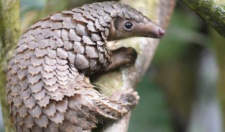 China Province pays compensation for abstaining from wild animals !