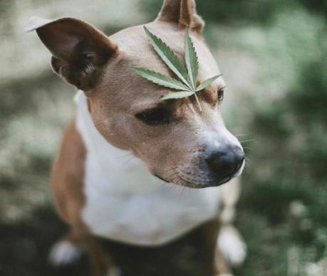 How to Find Quality CBD Pet Product