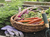 Benefits Home Garden: Better Health
