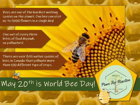World Bee Day save the bees Paws For Reaction