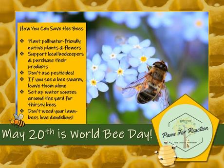 World Bee Day save the bees Paws For Reaction
