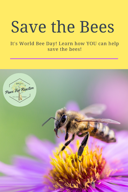 May 20 is World Bee Day: How you can protect the bees