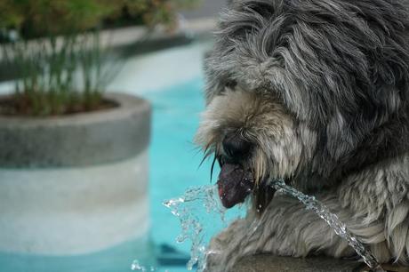 What Is Pet Food Express?
