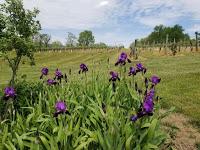 Drinking Through Family History: Toms Brook, Virginia