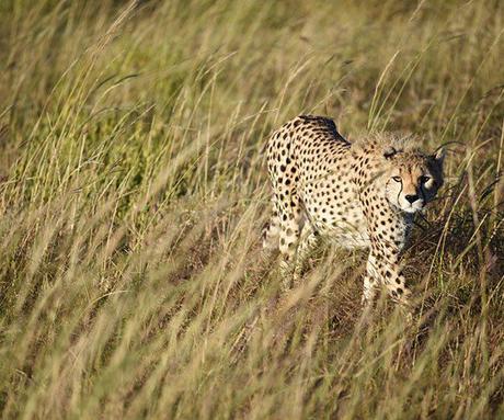 Wildlife documentaries you must watch in lockdown