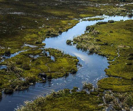 Wildlife documentaries you must watch in lockdown