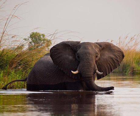Wildlife documentaries you must watch in lockdown