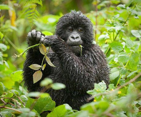 Wildlife documentaries you must watch in lockdown