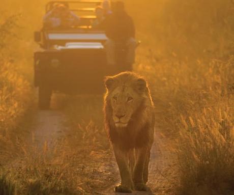 Wildlife documentaries you must watch in lockdown