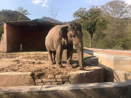Islamabad Court orders relocation of Paki elephant