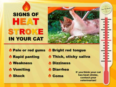 Does my cat have heatstroke? Signs of heat stroke in cat