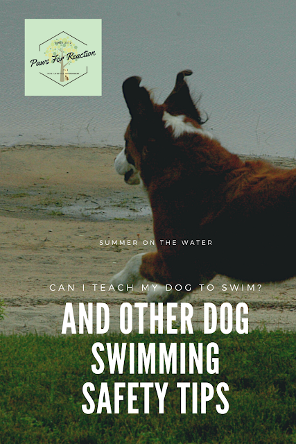 Can I teach my dog to swim? (and other dog swimming safety tips)